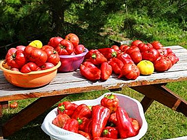 Sekretoj de riĉa rikolto: kiel kultivi paprikojn kaj tomatojn kune? Kiel akiri bonajn plantidojn?