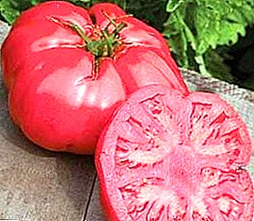 Өсүп помидор сырлары "Pink Elephant": сорт, өзгөчөлүктөрүн сүрөттөлүшү жана томатты сүрөт