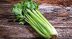 Celery - "ciyawa na farin ciki" ga kowa da kowa
