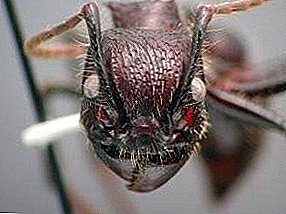 Shtatë mijë rrjedha të burimit të lashtë - llojet e milingonave