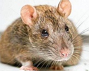 राखाडी चूहा एक अप्रिय आणि धोकादायक कृंतक आहे!