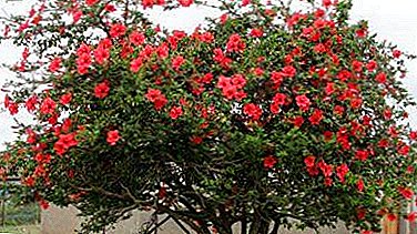 Osisi ma ọ bụ bonsai: foto na nuances nile nke hibiscus na-eto eto