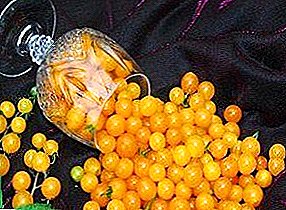 ಮುದ್ದಾದ ಟೊಮೆಟೊ, ಹಸಿರುಮನೆಗಳು ಮತ್ತು ಬಾಲ್ಕನಿಗಳ ನಿವಾಸಿ - ಟೊಮೆಟೊ "ಮುತ್ತು ಹಳದಿ"