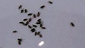 ဘယ်နှစ်ယောက်တိုက်ရိုက်ထုတ်လွှ Drosophila: ဘဝသံသရာပျံ