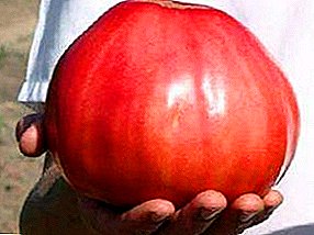 Dolĉa giganto - rozkolora tomato: priskribo de la variaĵo kaj ĝiaj karakterizaĵoj, fotoj kaj kreskantaj ecoj