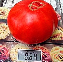 Sweet Tomato Heavyweight - Cur síos ar an gcineál “Sugarcane pudovik” ó Ghairdín Siberian