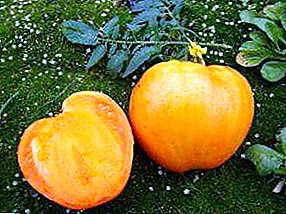 Sol doce no teu xardín - descrición e características do tomate de Mel Spas