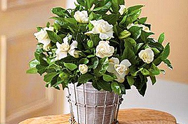 آیا سخت است مراقبت از gardenia را انجام دهم؟ دستورالعمل های گام به گام برای مراقبت از گل در خانه