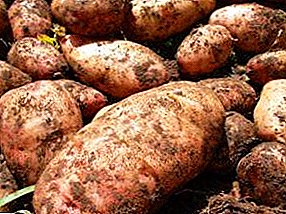 Ridiculam nomine magnus effectus - potatoes Lapot: et descriptio gradus photos