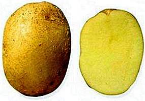 Картоптың алуан түрі «Джинджер Адам»: қарапайым тамырдың сипаттамасы