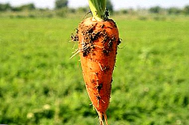 Variedade de zanahoria vermella: descrición, cultivo, almacenamento de cultivos e outras matices