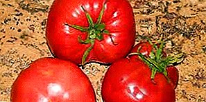 Tîmên Tomato bi kêfxweşiyek baş - honeyek tomato
