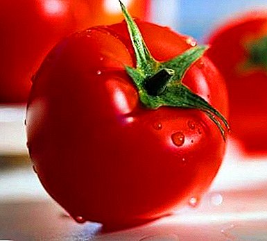 Mkpụrụ akwụkwọ tomato dị iche iche: àgwà, nkọwa na foto nke tomato tomato