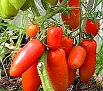 Tomato barietatea "Lokomotiv" - tomate garbia eta zaporetsua, deskribapena eta ezaugarriak