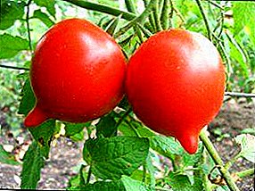 Varietet i domates "Tarasenko Yubileiny": përshkrimi dhe rekomandimet për rritjen e një varietet të domate të cilësisë së lartë