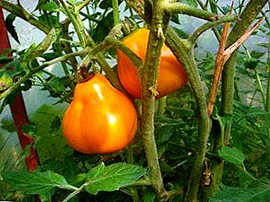 Variedade de tomate laranxa Truffle xaponesa - un interesante híbrido na súa cama de xardín
