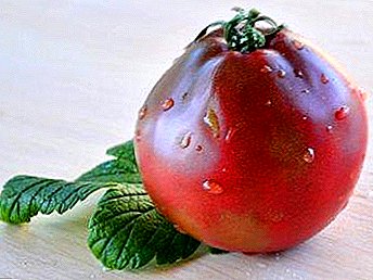 Tomat macem Jepang Truffle Pink - pilihan apik tomat kanggo tanduran