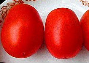 Issiqxonada yaxshi hosil beruvchi pomidor navlarini Sibir bo'yicha tanlash - "Sibir mirvarisi"