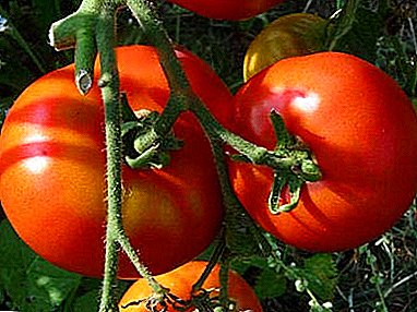 Varietetet e Labradorit - domate me shije të shkëlqyeshme me pjekje të hershme