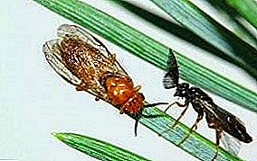 Pine sawfly: wamba ndi ofiira owala