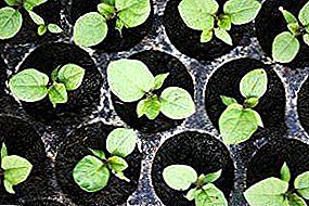 Piperis et eggplant plantationibus et tips consilium de cura pro domi quam ut crescunt semina boni et sine uberibus salutis fructibus accipere