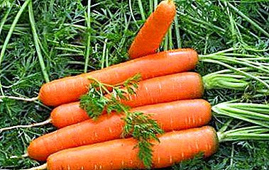 ເຄັດລັບທີ່ຈະຊ່ວຍປະຢັດ carrots ສໍາລັບລະດູຫນາວ. ຄໍາແນະນໍາກ່ຽວກັບວິທີເກັບຮັກສາຜັກໃນທະນາຄານໃນ cellar ແລະໃນຕູ້ເຢັນ