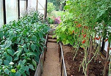 نکاتی باغبان: آیا می توانم گوجه فرنگی و فلفل را در همان گلخانه بکار ببندم و چگونه می توانم برداشت خوبی داشته باشم؟