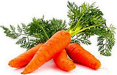 ព័ត៌មានជំនួយម្ចាស់ផ្ទះ zealous អំពីរបៀបដើម្បីរក្សាទុក carrots សម្រាប់រដូវរងារនៅផ្ទះ។ តើមានអ្វីកើតឡើងបើមិនមានបន្ទប់ក្រោមដី?