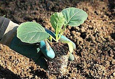 تجاویز باغی صحت مند سبزیاں بڑھانے کے لئے: جب seedlings پر گوبھی پلانٹ؟