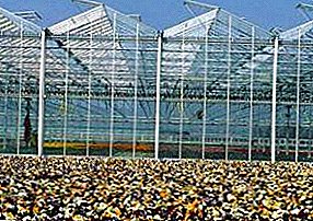 Teknolojia za kisasa: greenhouses za Uholanzi - faida na hasara, vipengele, picha