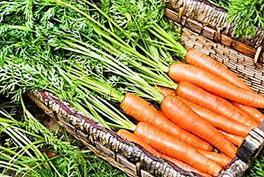 A cuestión controvertida: ¿é posible lavar as zanahorias antes de colocala ou non?