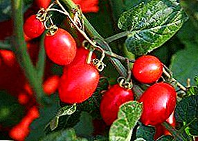 Kapab grandi nan po sou balkon la - varyete tomat "chanm sipriz": deskripsyon ak karakteristik nan ap grandi