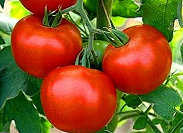 Komparativno nova, ali već voljena od mnogih povrtara, raznolikost paradajza "Eksplozija", opis, karakteristike, prinos