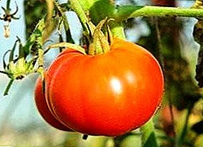 Antarane macem-macem varieties tomat "Siberian awal" banget populer