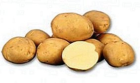 Миёна картошка барвақт «Лад Клэр» (Лейл Клэр), тавсифи гуногун, хусусият ва суратҳо
