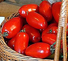 Sredneranny klas nan yon tomat nan "Chibis": deskripsyon, aterisaj ak kite