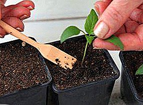 Услови и карактеристики на бибер и избор на модар патлиџан: како да се подготват растенијата и да се грижат за нив по постапката
