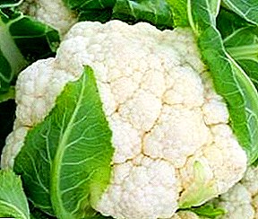 Wektu lan urutan panen cauliflower sadurunge panyimpenan kanggo mangsa
