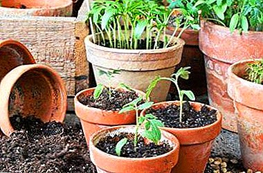 Condicións para plantar tomates para as plántulas en marzo e de que depende o procedemento