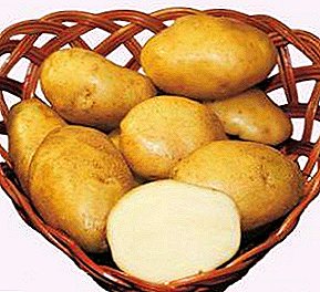 A máis antiga variedade de patacas domésticas "Lorch", fotos e características