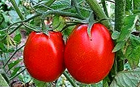 Vello coñecido "novato" - características e descrición da variedade universal de tomate