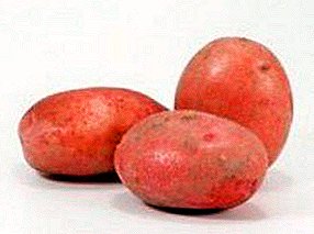 Obsistens 'Margarita "Batavi faciunt descenderat potatoes - description de variis habitu, photos