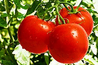 Vazhdueshme me një reputacion të mirë - domate "Bourgeois": përshkrimi i varietetit, foto