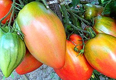 Minusinsk selektsionerlarining "Podsinskoe Miracle" pomidoriga chidamli: turli xil ta'rif, rasm