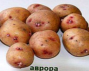 Stol, srednje kasni krompir "Aurora": opis sorte, karakteristike i fotografije