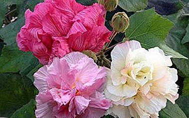 «Crazy Rose», կամ Hibiscus Mutable (Hibiscus Mutabilis) նկարագրություն, լուսանկար, աճող տուն