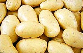 Patacas "Juvel" superproducentes e superproducentes: descrición da variedade e matices importantes cando se cultivan