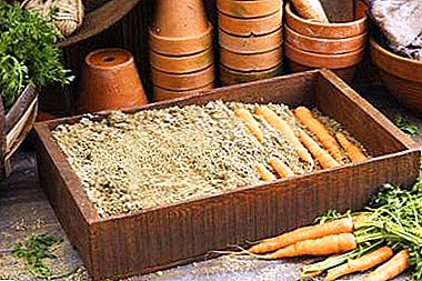 هویج تازه در تمام طول سال: درجه حرارت و راهنمایی برای ذخیره سازی مناسب
