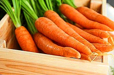 Jagung sayur sayuran seger: disediakake wortel long-term lan nggawe preparasi kanggo mangsa kanthi bener
