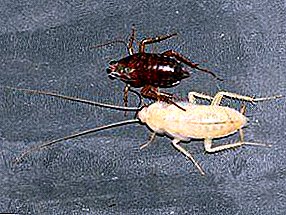 ຄວາມລັບແລະການຄາດເດົາກ່ຽວກັບ cockroaches albino ສີຂາວ: ບ່ອນທີ່ເຂົາເຈົ້າມາຈາກ, ສິ່ງທີ່ມັນແມ່ນທັງຫມົດ, ແມ່ນພວກເຂົາອັນຕະລາຍກັບມະນຸດ